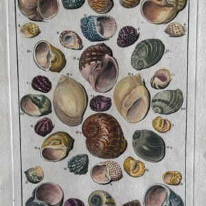 Planche XI (Limacons) La Conchyliologie. Paris [1757] 1780. Framed
