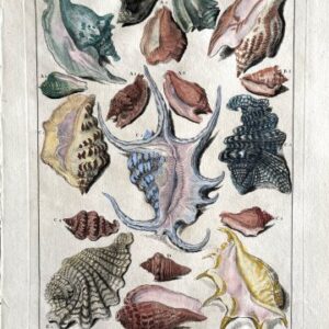 Planche XXI (Conch shell) La Conchyliologie. Paris [1757]-1780. Framed