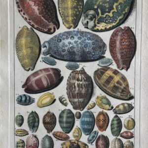 Planche XXIX (Cowrie shells) La Conchyiologie. Paris [1757]-1780. Framed