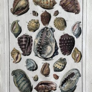 Planche XXVI (Snail Shell) La Conchyliologie. PAris {1757]-1780. Framed