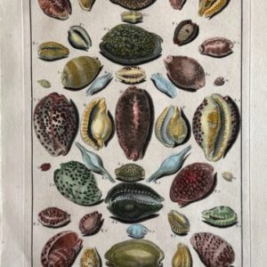 Planche XXX (Cowrie Shell) La Conchyliologie. Paris [1757] - 1780. Framed