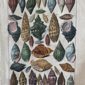 Planche XXXI (Large Snail Shells) La Conchyliologie. Paris [1757]-1780. Framed