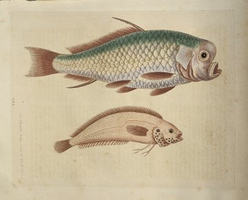 (Spur Fish) Gleanings of Natural History. London 1758-64