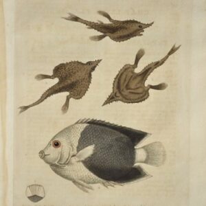 (Brazilian Fishes) Gleanings of Natural History. London 1758-64