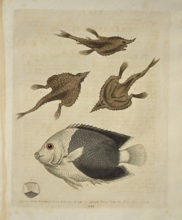 (Brazilian Fishes) Gleanings of Natural History. London 1758-64