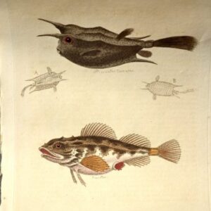 (Horned Fish, Sea Scorpion) Gleanings of Natural History. London 1758-64