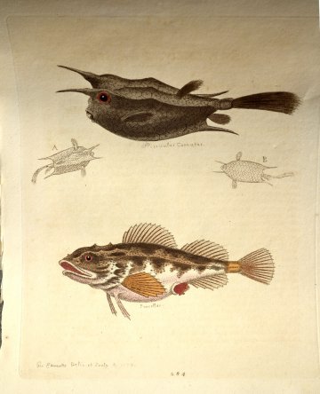 (Horned Fish, Sea Scorpion) Gleanings of Natural History. London 1758-64