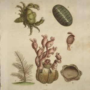 (Crab and Sealife) Gleanings of Natural History. London 1758-64