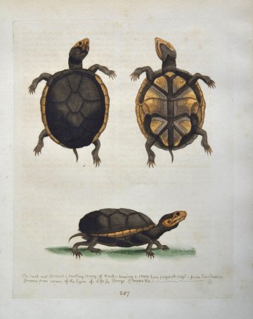 (American Mud Turtle) Gleanings of Natural History. London 1758-64