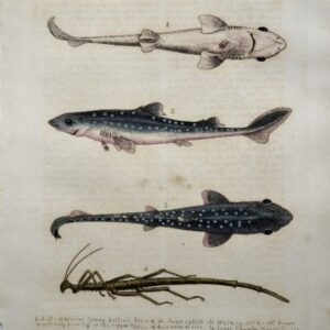 (Hound Fish, Walking Stick Bug) Gleanings of Natural History. London 1758-64