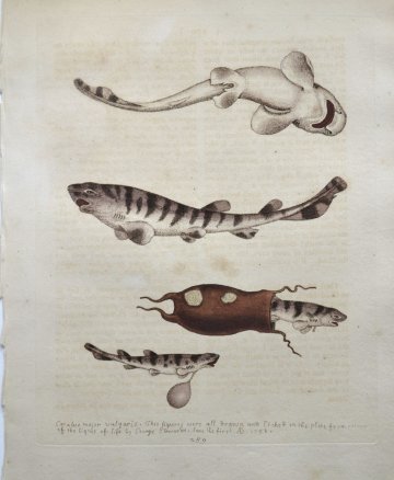 (Cat Fish) Gleanings of Natural History. London 1758-64