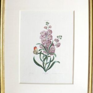 Georg Ehret and Christof Trew. Leucoy II Hortus Nitidissimis Nuremberg: 1750-86.