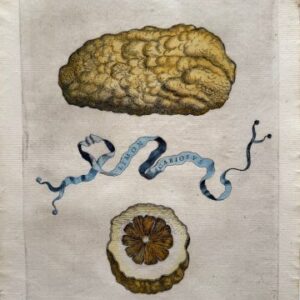 Pl. 261 (Limon Scabiosvs) Hesperides Rome, 1646. Matted