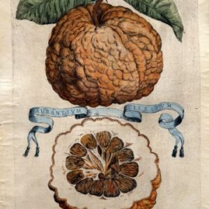 Pl. 423 (Avrantivm Citratvm) Hesperides. Rome, 1646. Matted