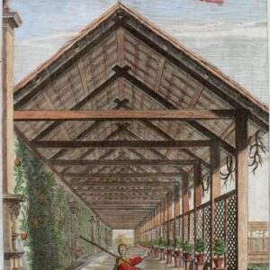 Pl. 153. (Citrus Topiaries) Hesperides... Rome, 1646.