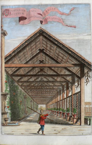 Pl. 153. (Citrus Topiaries) Hesperides... Rome, 1646.