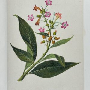 Anon. (Shoebutton Ardisi) In: Dessins Originaux Chinois, Canton c. 1800. Framed