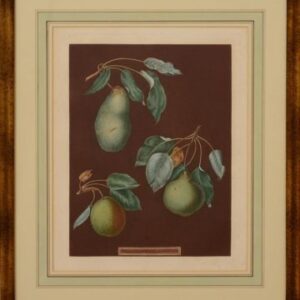 (Pears) Pomona Britannica., London, Printed by the Author by T. Bensley, [1804]-1812.