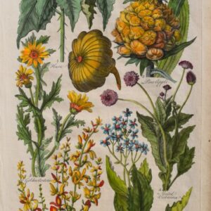 (Pineapple, Broom, etc) Eden, Or a Compleat Body of Gardening. London 1756-57.