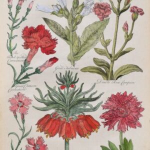 (Tobacco, Anemone, Carnation, Lily,. ) Eden, Or a Compleat Body of Gardening. London 1756-57.