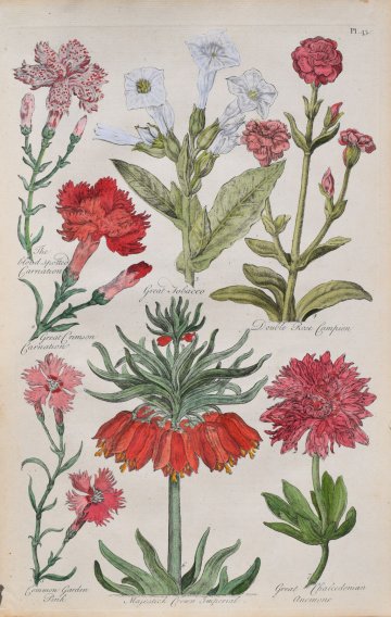 (Tobacco, Anemone, Carnation, Lily,. ) Eden, Or a Compleat Body of Gardening. London 1756-57.