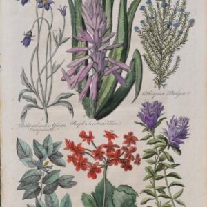 (African Campanula, Vine leav'd Geranium, Purple Aloe…) Eden, Or a Compleat Body of Gardening. London 1756-57.