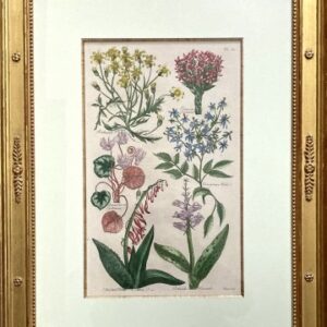 (Aloe, Cyclamen, Hyacinth.) Eden, Or a Compleat Body of Gardening. London 1756-57.