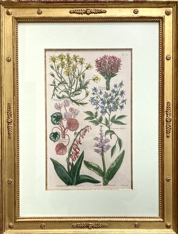 (Aloe, Cyclamen, Hyacinth.) Eden, Or a Compleat Body of Gardening. London 1756-57.