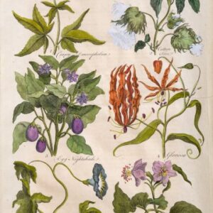 (Cotton, Nightshade, Lily, Bindweed...) Eden, or a Complete Body of Gardening. London 1756-57.