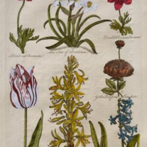 (Anemone, Tulip, Hyacinth. ) Eden, Or a Compleat Body of Gardening. London 1756-57.