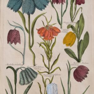 (Frittilary) Eden, or a Complete Body of Gardening. London 1756-57.