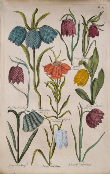 (Frittilary) Eden, or a Complete Body of Gardening. London 1756-57.