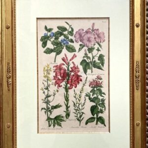 (Lily, Acconite, Broom.) Eden, Or a Compleat Body of Gardening. London 1756-57. Framed