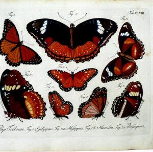 CLVIII ...Schmetterlinge. Berlin, 1783-1806