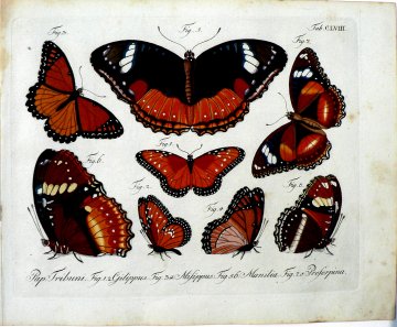 CLVIII ...Schmetterlinge. Berlin, 1783-1806