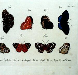 Tab CXLV ...Schemetterlinge. Berlin, 1783-1806