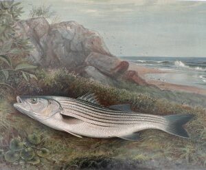 Samuel Kilbourne. Striped Bass. Game Fishes of the United States. New York: Scriber & Sons, 1878-1881