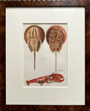 George Wolfgang Knorr. (Lobster and Hermit Crab) Nuremberg 1750-79. Framed