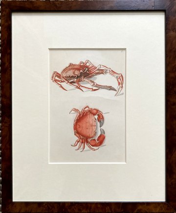 George Wolfgang Knorr. (Red Crabs) Nuremberg 1750-79. Framed