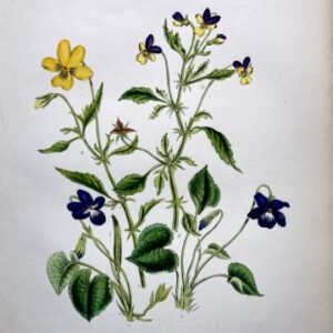 Plate 13 Violets British Wildflowers. London: William Smith, 1846.