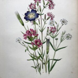 Plate 18 Chickweed... British Wildflowers. London: William Smith, 1846.