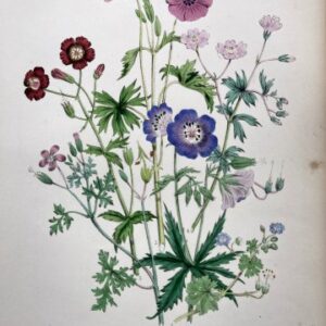 Plate 20 Crane's Bill British Wildflowers. London: William Smith, 1846.
