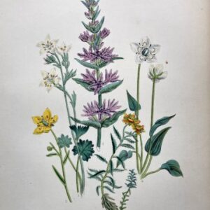 Plate 24 Meadow Saxifrage British Wildflowers. London: William Smith, 1846.