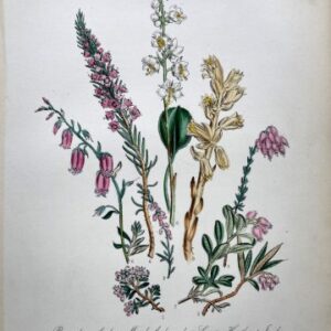 Plate 44 Azelea, Heather, Heath British Wildflowers. London: William Smith, 1846.