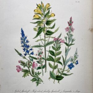Plate 47 Speedwell British Wildflowers. London: William Smith, 1846.