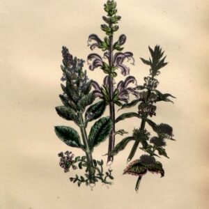 Plate 50. Jane W. Loudon. (Bergamot Mint, Wild Thyme)) British Wild Flowers. London: William Smith, 1849