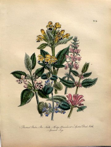 Plate 51. Jane W. Loudon. (Dead Nettle, etc)) British Wild Flowers. London: William Smith, 1849