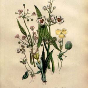 Plate 53. Jane W. Loudon. (Arrowhead, plantain) British Wild Flowers. London: William Smith, 1849.