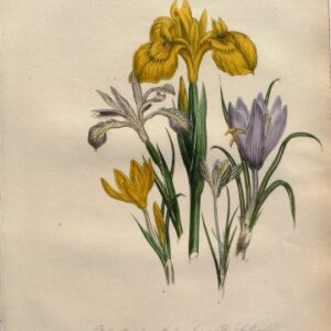 Plate 54. Jane W. Loudon. (Iris, Saffron, Crocus) British Wild Flowers. London: William Smith, 1849.