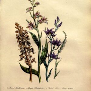 Plate 55. Jane W. Loudon. (Hellebores) British Wild Flowers. London: William Smith, 1849.